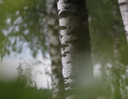 Grüne Bäume am Rande eines Waldes